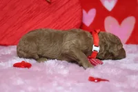 Fanta, a male Miniature Goldendoodle for sale in Trenton, MO – Photo 5 of 8