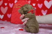 Fanta, a male Miniature Goldendoodle for sale in Trenton, MO – Photo 8 of 8