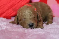 Fanta, a male Miniature Goldendoodle for sale in Trenton, MO – Photo 2 of 8