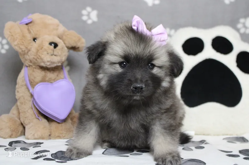 Elsa  – Keeshond puppy for sale in Trenton, MO