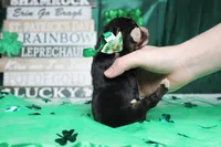 Brutus, a male Bernese Mountain Dog for sale in Trenton, MO – Photo 8 of 9