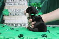 Brutus, a male Bernese Mountain Dog for sale in Trenton, MO – Photo 9 of 9