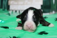 Brutus, a male Bernese Mountain Dog for sale in Trenton, MO – Photo 2 of 9