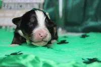 Brutus, a male Bernese Mountain Dog for sale in Trenton, MO – Photo 3 of 9