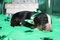 Brutus, a male Bernese Mountain Dog for sale in Trenton, MO – Photo 5 of 9