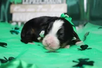 Brutus, a male Bernese Mountain Dog for sale in Trenton, MO – Photo 6 of 9