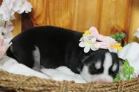 Sasha , a female Siberian Husky for sale in Trenton, MO – 5 of 8