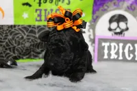 Sydney , a female Poodle - Toy  for sale in Trenton, MO – 2 of 10