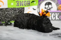 Sydney , a female Poodle - Toy  for sale in Trenton, MO – 10 of 10
