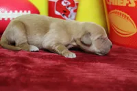 Lemon , a male Golden Retriever for sale in Trenton, MO – 5 of 7
