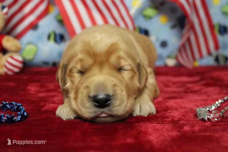 Bagel  – Golden Retriever puppy for sale in Trenton, MO