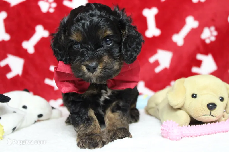Ripple  – Cockapoo puppy for sale in Trenton, MO