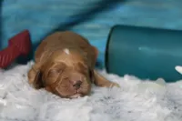 Sherbet , a male Cocker Spaniel and Poodle - Toy  for sale in Trenton, MO – 2 of 7