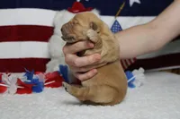 Bagel , a male Golden Retriever for sale in Trenton, MO – 10 of 10