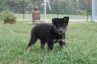 Violet , a male Siberian Husky and Miniature Aussiedoodle for sale in Trenton, MO – 4 of 8