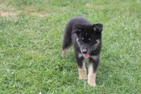 Violet , a male Siberian Husky and Miniature Aussiedoodle for sale in Trenton, MO – 7 of 8