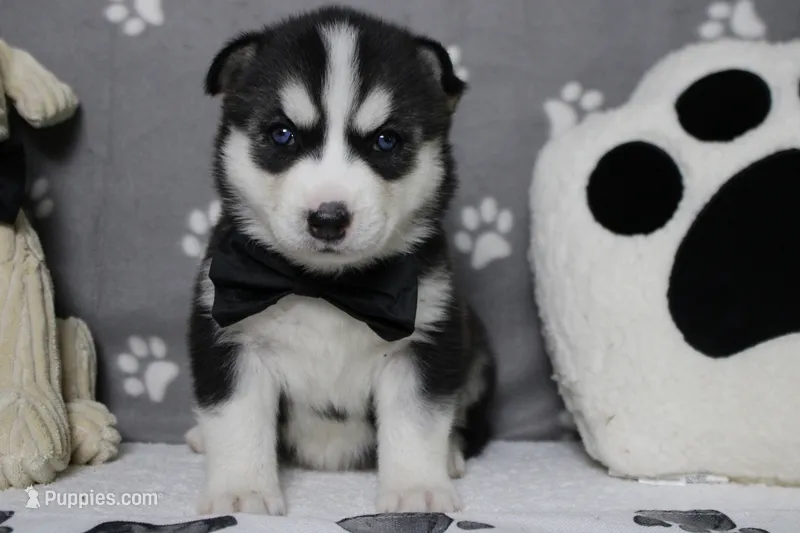 Koda  – Siberian Husky puppy for sale in Trenton, MO