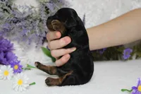 Phantom , a male Poodle - Toy  for sale in Trenton, MO – 8 of 8