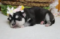 Kira , a female Siberian Husky for sale in Trenton, MO – 8 of 9