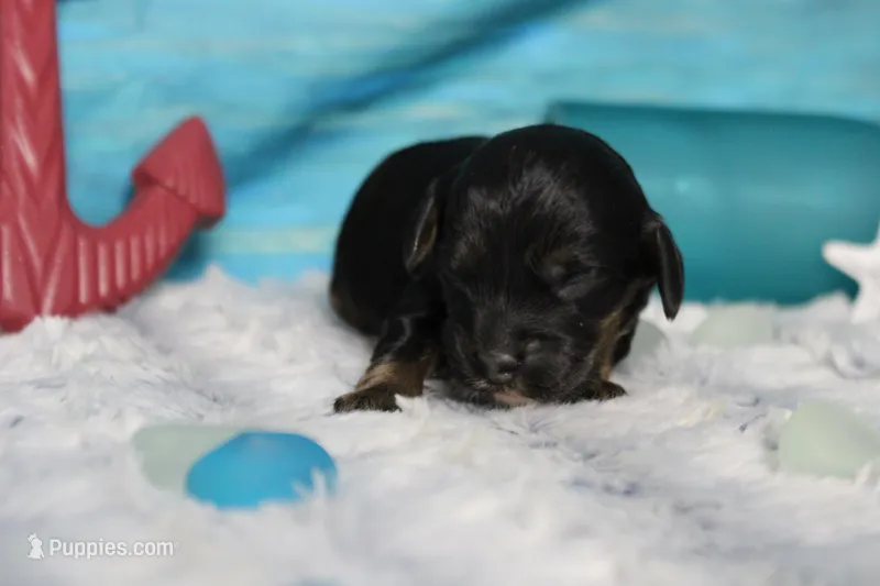 Rocky  – Cocker Spaniel, Poodle - Toy  puppy for sale in Trenton, MO