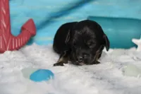 Rocky , a male Cocker Spaniel and Poodle - Toy  for sale in Trenton, MO – 1 of 6