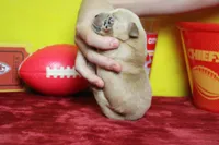 Guava, a male Golden Retriever for sale in Trenton, MO – 7 of 7