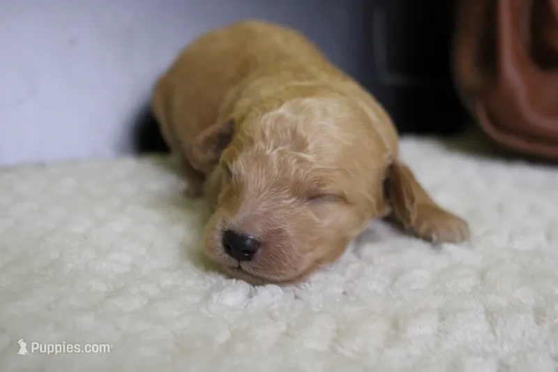 Alfredo  – Miniature Goldendoodle puppy for sale in Trenton, MO