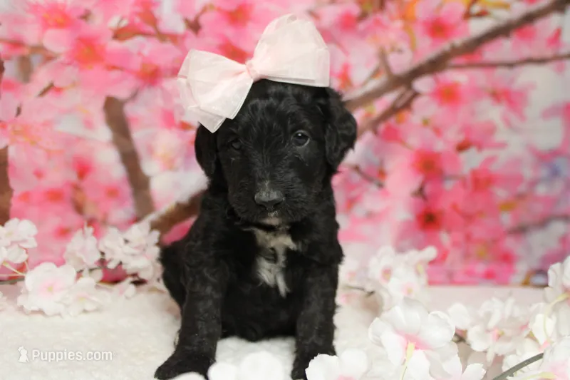 Nova  – Bernedoodle puppy for sale in Trenton, MO