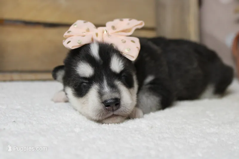 Kira  – Siberian Husky puppy for sale in Trenton, MO