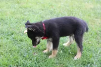 Bergamont , a male Siberian Husky and Miniature Aussiedoodle for sale in Trenton, MO – 6 of 9