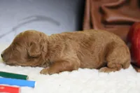Seville, a male Poodle - Miniature  for sale in Trenton, MO – 3 of 6