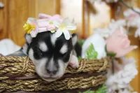 Kira , a female Siberian Husky for sale in Trenton, MO – 2 of 9