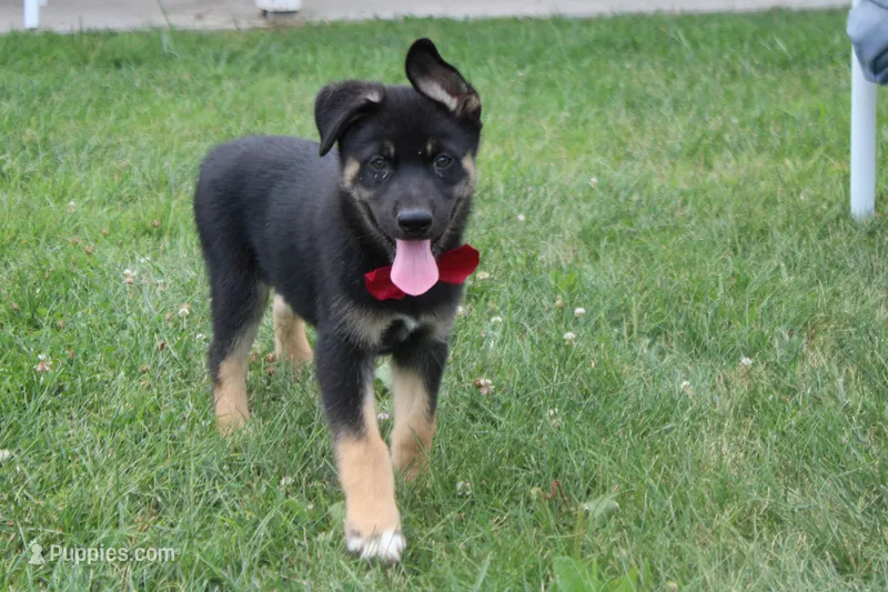 Pine  – Siberian Husky, Miniature Aussiedoodle puppy for sale in Trenton, MO