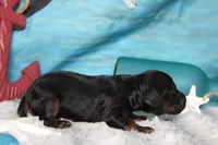 Toffee , a male Cocker Spaniel and Poodle - Toy  for sale in Trenton, MO – 5 of 7