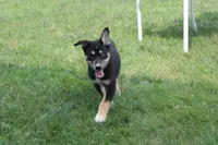 Dahlia , a male Siberian Husky and Miniature Aussiedoodle for sale in Trenton, MO – 3 of 9