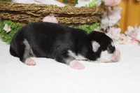Atlas , a male Siberian Husky for sale in Trenton, MO – 10 of 10