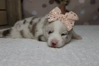 Muffy , a female Pomsky for sale in Trenton, MO – 7 of 10