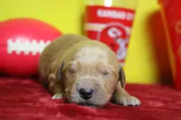Papaya, a male Golden Retriever for sale in Trenton, MO – 2 of 9