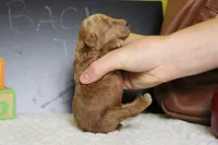 Tangelo , a male Poodle - Miniature  for sale in Trenton, MO – 6 of 7