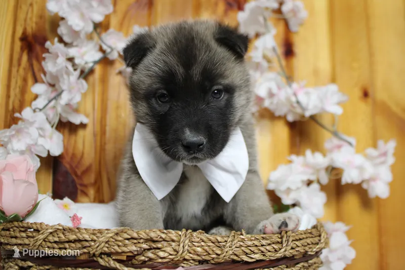 Braeburn – Akita puppy for sale in Trenton, MO
