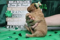 Shasta, a female Miniature Goldendoodle for sale in Trenton, MO – Photo 8 of 8