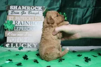 Shasta, a female Miniature Goldendoodle for sale in Trenton, MO – Photo 7 of 8