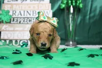 Shasta, a female Miniature Goldendoodle for sale in Trenton, MO – Photo 3 of 8