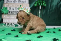 Shasta, a female Miniature Goldendoodle for sale in Trenton, MO – Photo 4 of 8