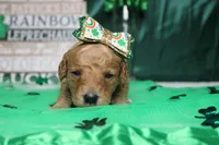 Shasta, a female Miniature Goldendoodle for sale in Trenton, MO – Photo 2 of 8