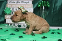 Shasta, a female Miniature Goldendoodle for sale in Trenton, MO – Photo 5 of 8