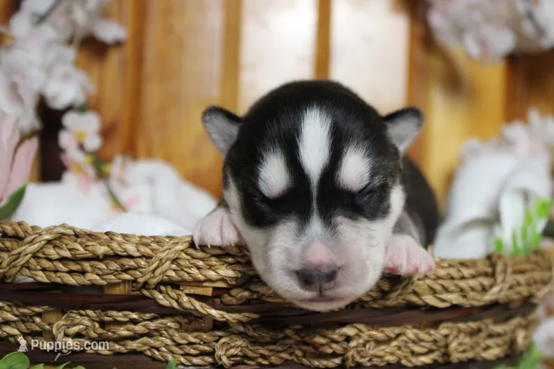 Koda  – Siberian Husky puppy for sale in Trenton, MO