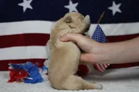 Challah , a male Golden Retriever for sale in Trenton, MO – 7 of 8