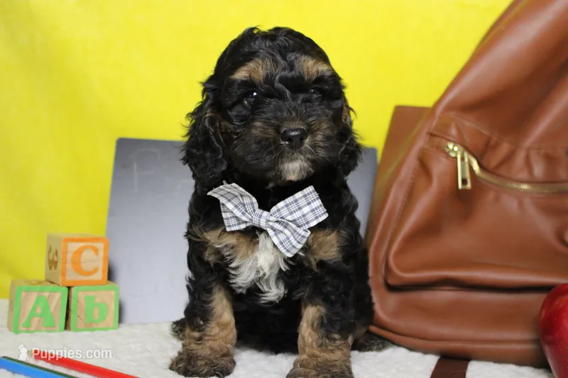 Rocky  – Cockapoo puppy for sale in Trenton, MO