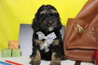 Rocky , a male Cockapoo for sale in Trenton, MO – 1 of 6